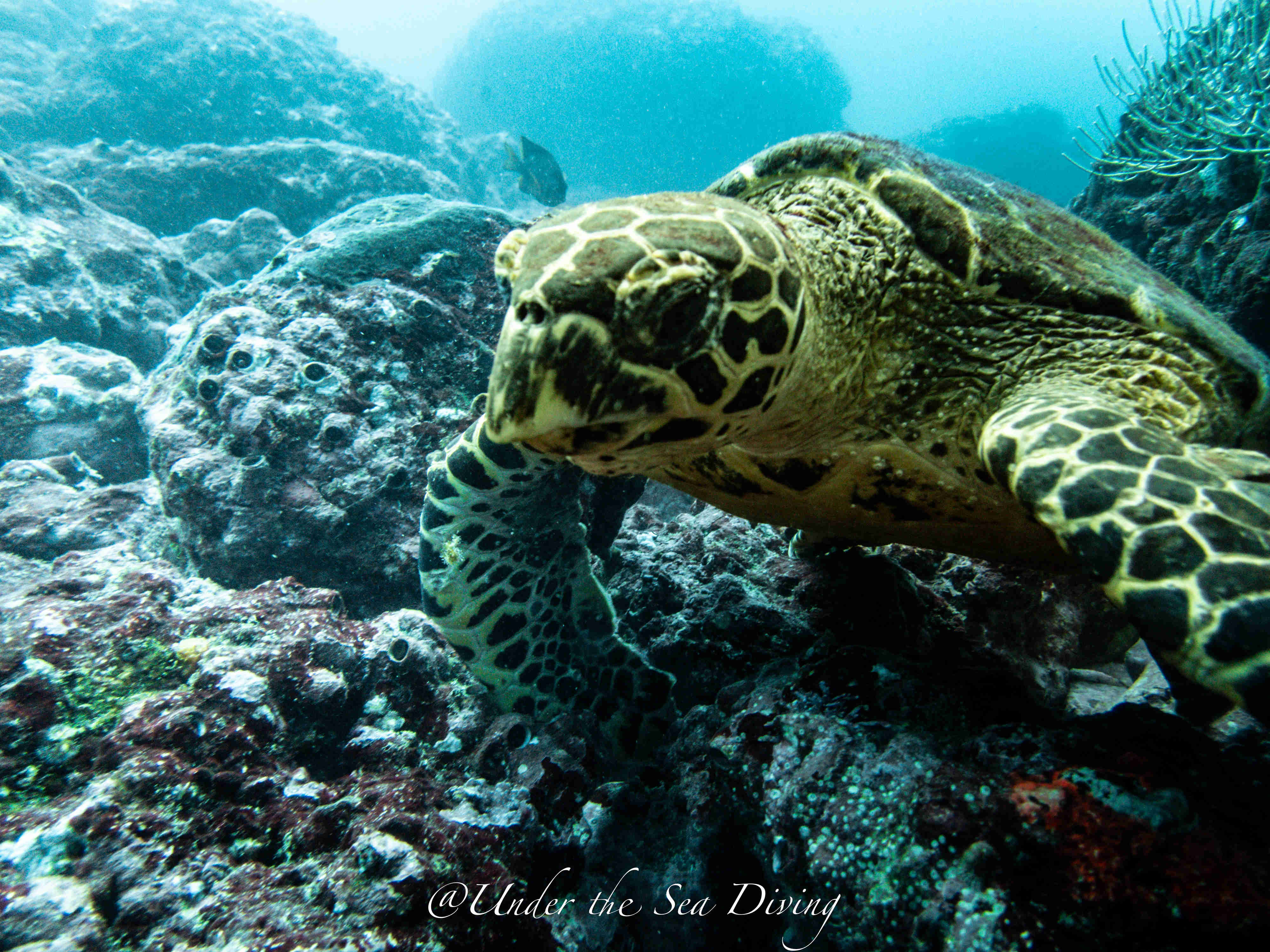 Sea Turtle Up Close Under The Pacific Waters of Guanacaste, Costa Rica - Spotted While Scuba Diving.