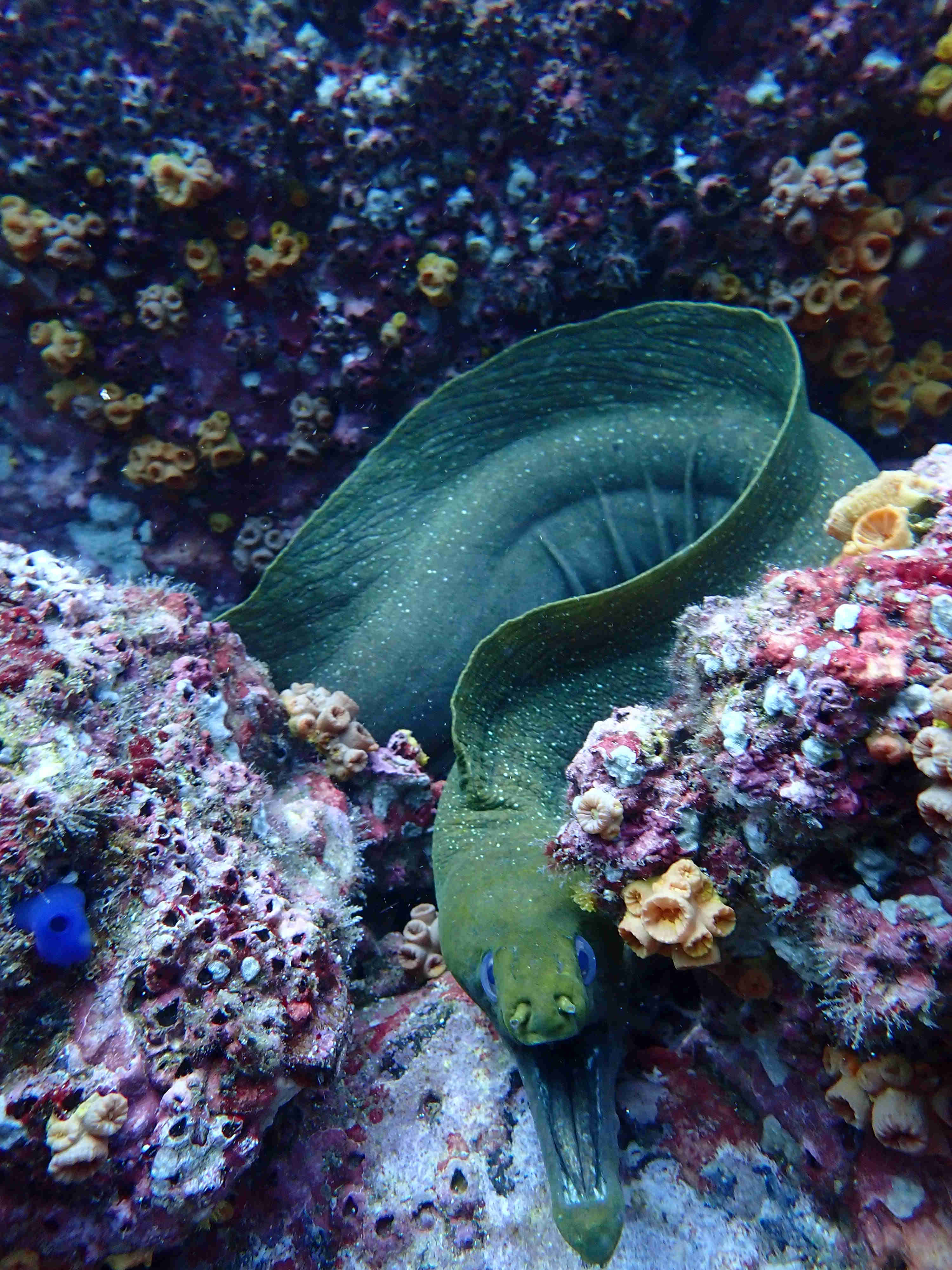 Seen while scuba diving: Green eel with mouth open slithering out of the coral off of Playa Flamingo, Guanacaste, Costa Rica.