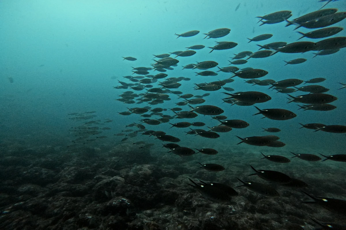 School of fish swimming over the volcanic reef at the Catalina Islands, Guanacaste, Costa Rica.