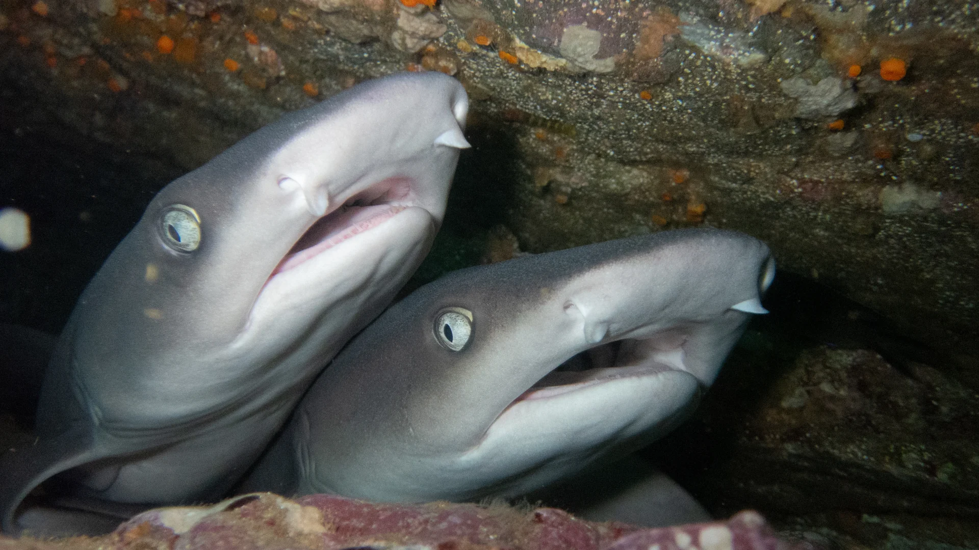 White-tip reef sharks resting in a volcanic rock crevice at the Catalina Islands, Guanacaste, Costa Rica.