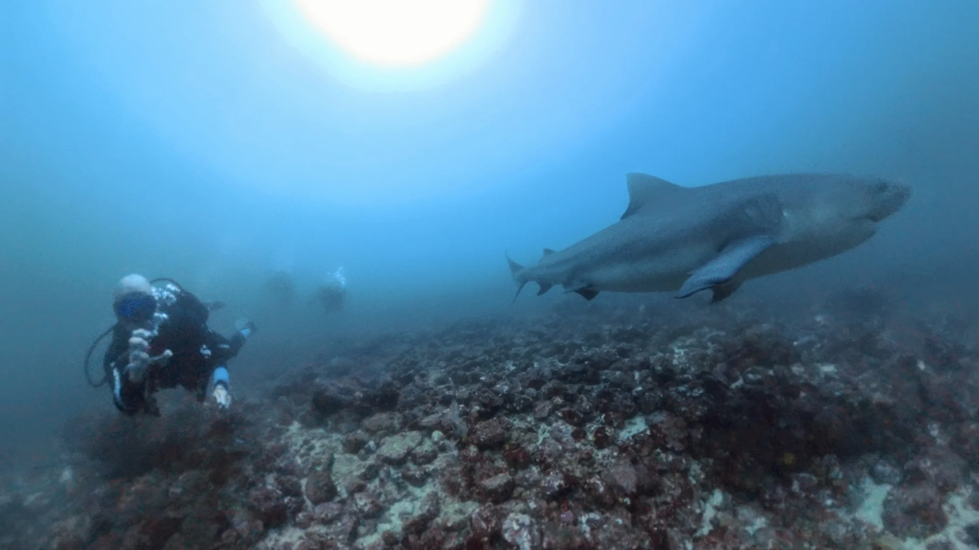 Scuba divers encountering a bull shark on the volcanic reef at the Bat Islands, Guanacaste, Costa Rica.