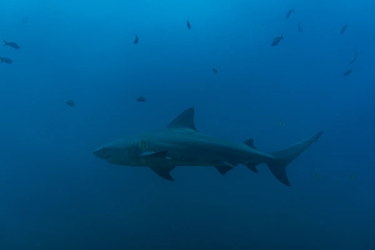 Bull shark cruising through open water at the Bat Islands, Guanacaste, Costa Rica.