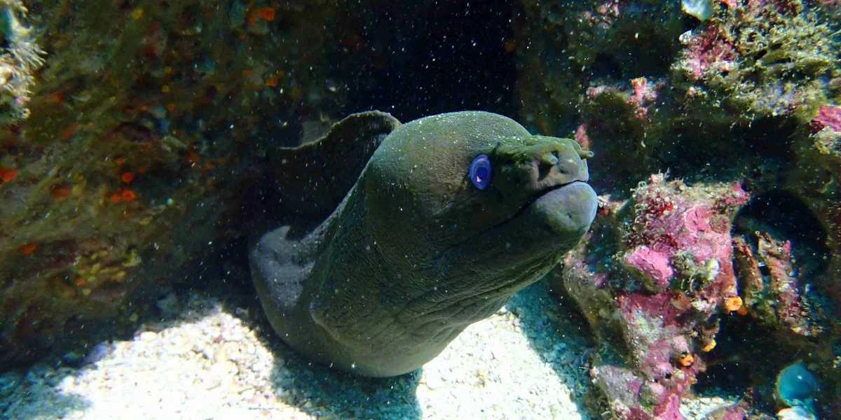 Green moray eel on the volcanic reef at the Catalina Islands, Guanacaste, Costa Rica.