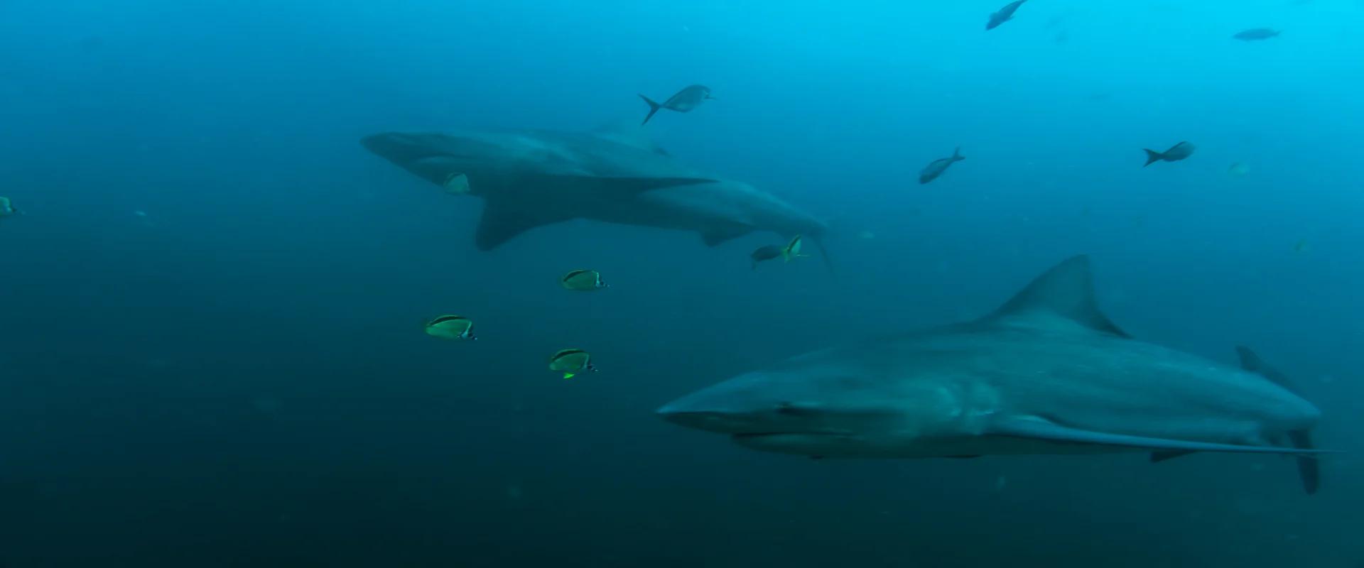 Two bull sharks swimming through open water at the Bat Islands, Guanacaste, Costa Rica.