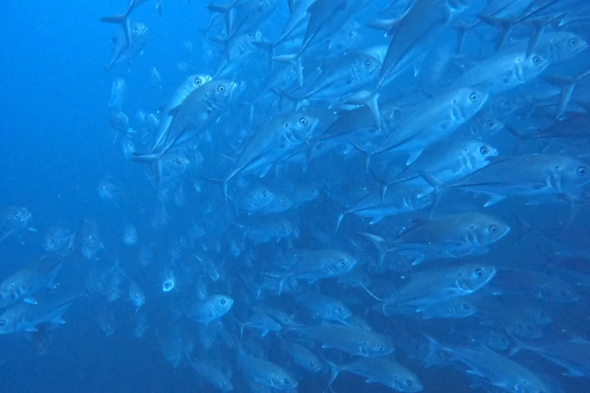 Dense school of jack fish at the Bat Islands, Guanacaste, Costa Rica.