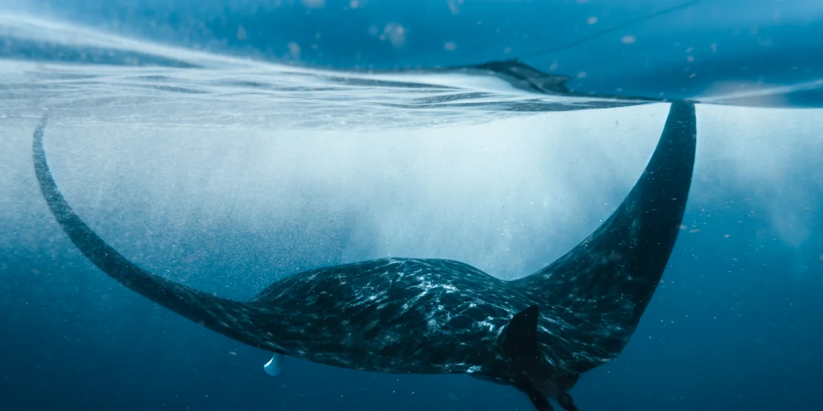 Giant Pacific manta ray gliding through the surface waters at the Catalina Islands, Guanacaste, Costa Rica.