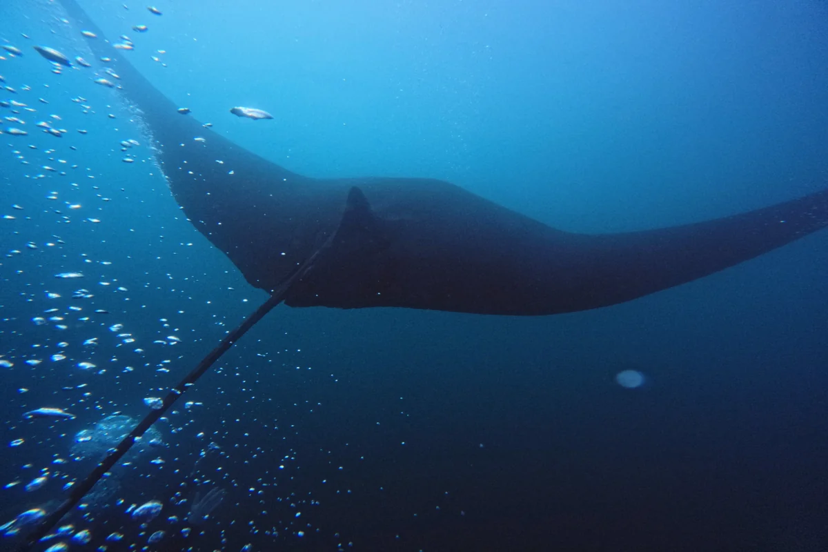 Giant Pacific manta ray swimming overhead at the Catalina Islands, Guanacaste, Costa Rica.