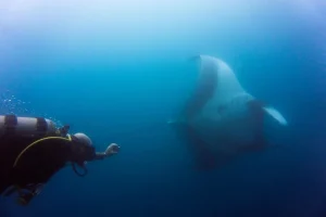 Giant Pacific manta ray gliding past a diver at the Catalina Islands, Guanacaste, Costa Rica