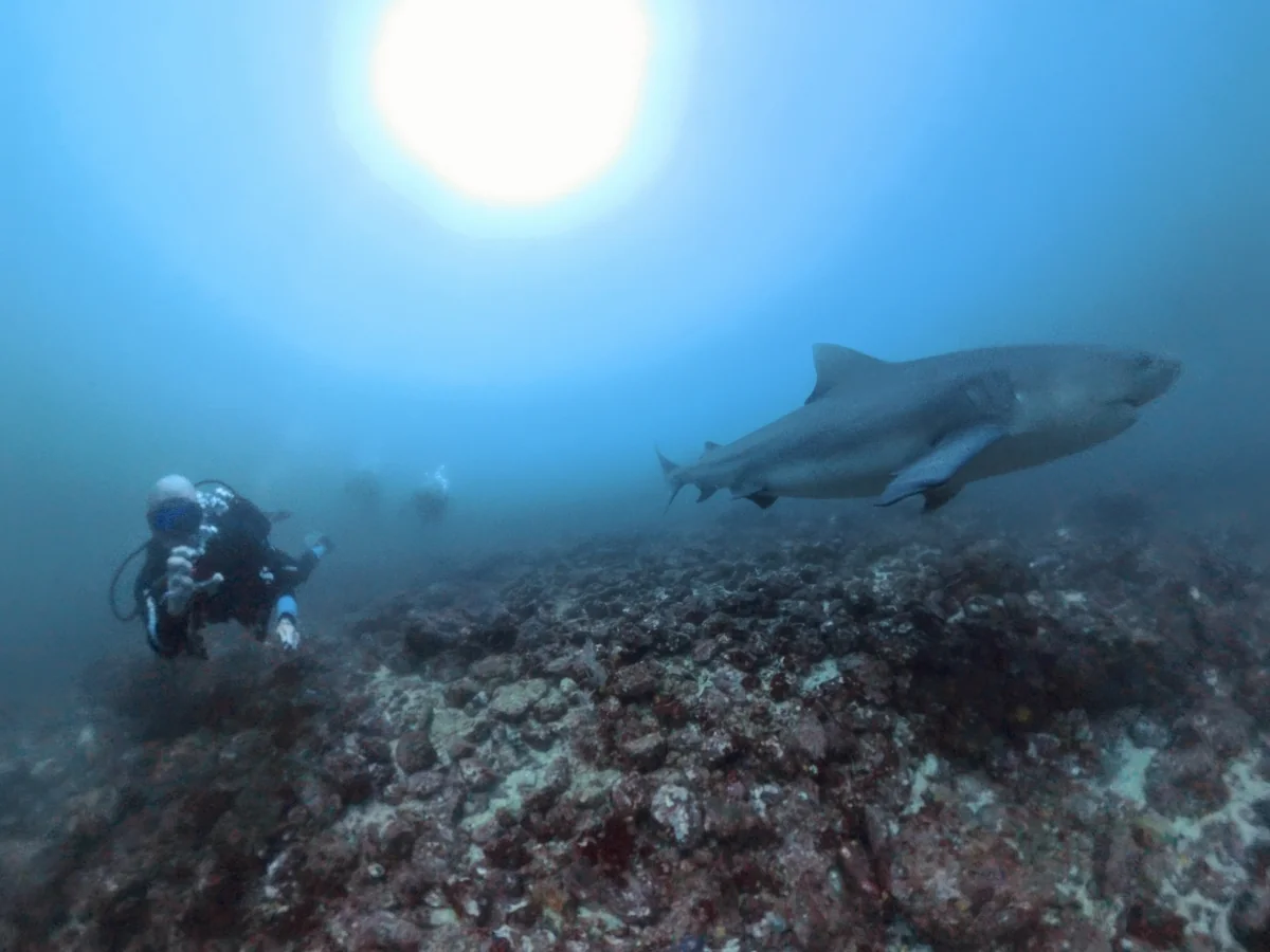 Bull shark cruising the volcanic reef at the Bat Islands during green season diving in Costa Rica.