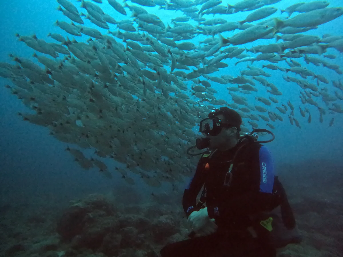 Schooling jackfish over a volcanic reef in the Pacific waters of Guanacaste, Costa Rica.