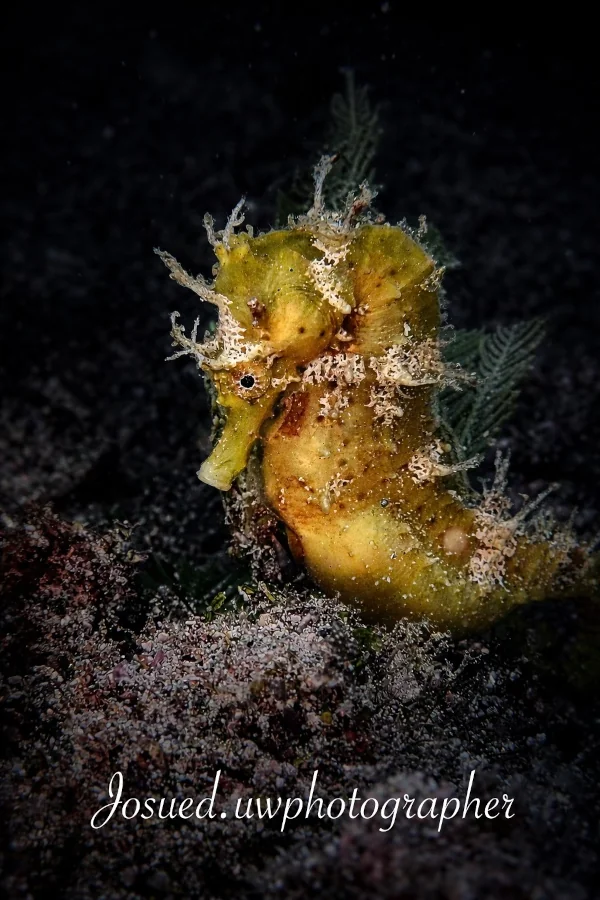 Yellow seahorse photographed underwater in Costa Rica