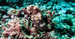 Seahorse spotted underwater in Costa Rica by Under the Sea Diving
