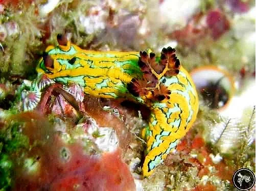 Tambja abdere nudibranch with yellow and turquoise stripes on a reef in Playa Potrero, Costa Rica