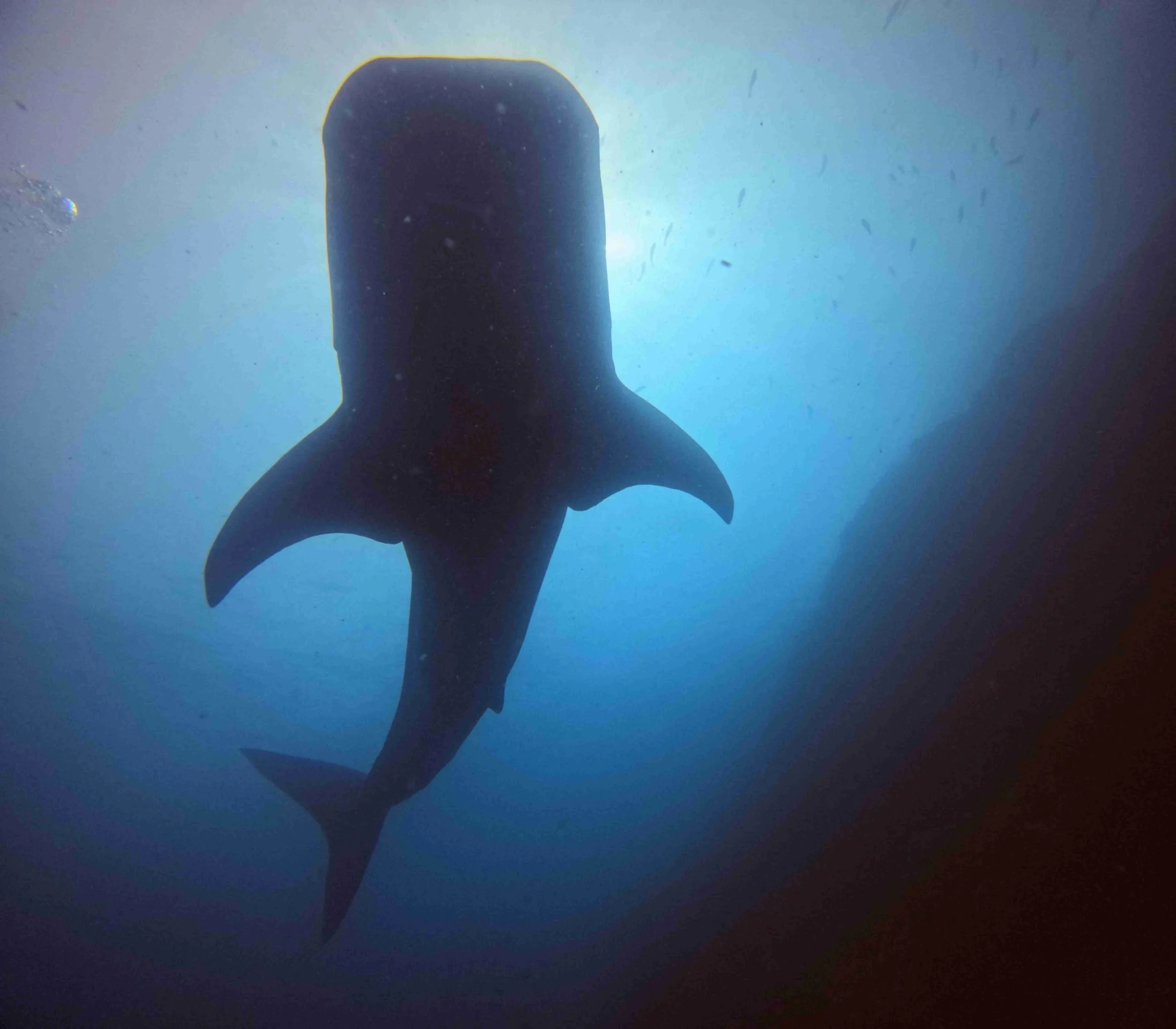 Whale shark silhouetted from below during a marine conservation dive in Costa Rica
