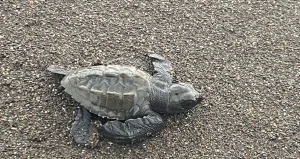 Sea turtle hatchling crawling across dark volcanic sand toward the ocean in Guanacaste, Costa Rica