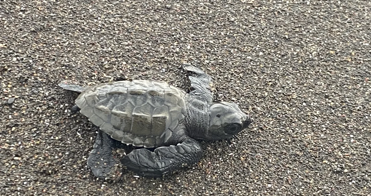 July Dive Deals, Sea Turtles & a Warm Thank You