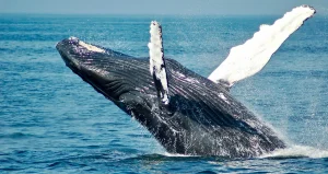 Humpback whale breaching off the coast of Guanacaste, Costa Rica