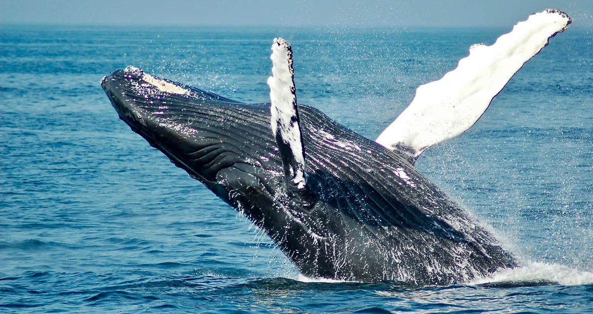 August Dive Deals & Humpback Season