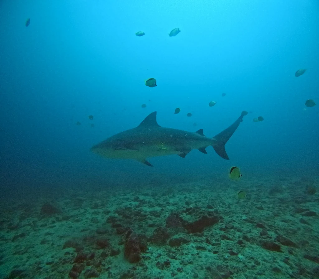 Bull shark diving at the Bat Islands in Guanacaste, Costa Rica