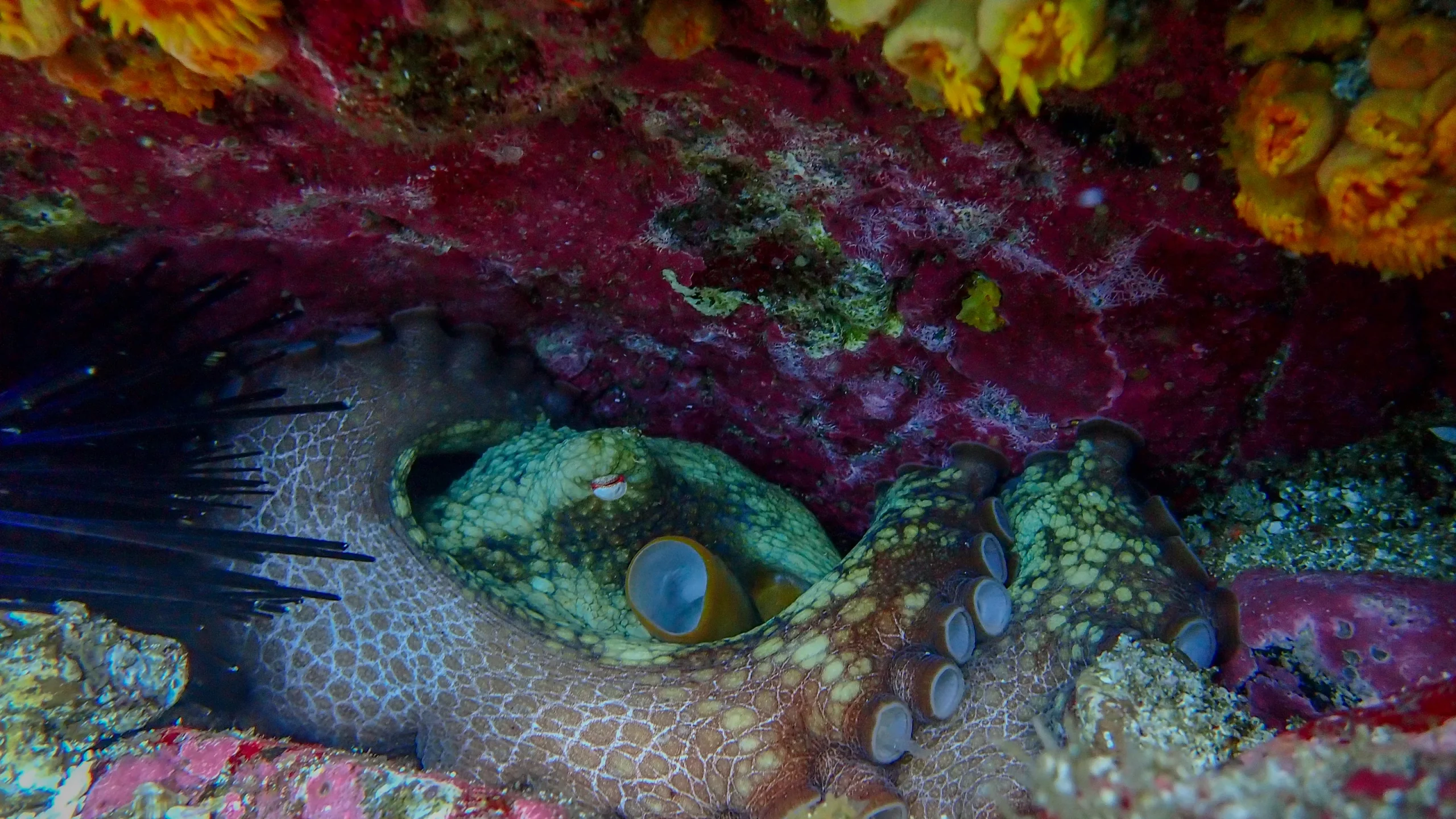 Octopus sheltering in a colorful reef crevice among orange cup corals at the Bat Islands, Guanacaste, Costa Rica