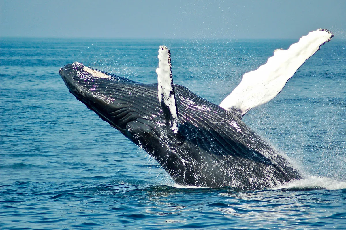Humpback whale breaching the surface off the coast of Guanacaste, Costa Rica