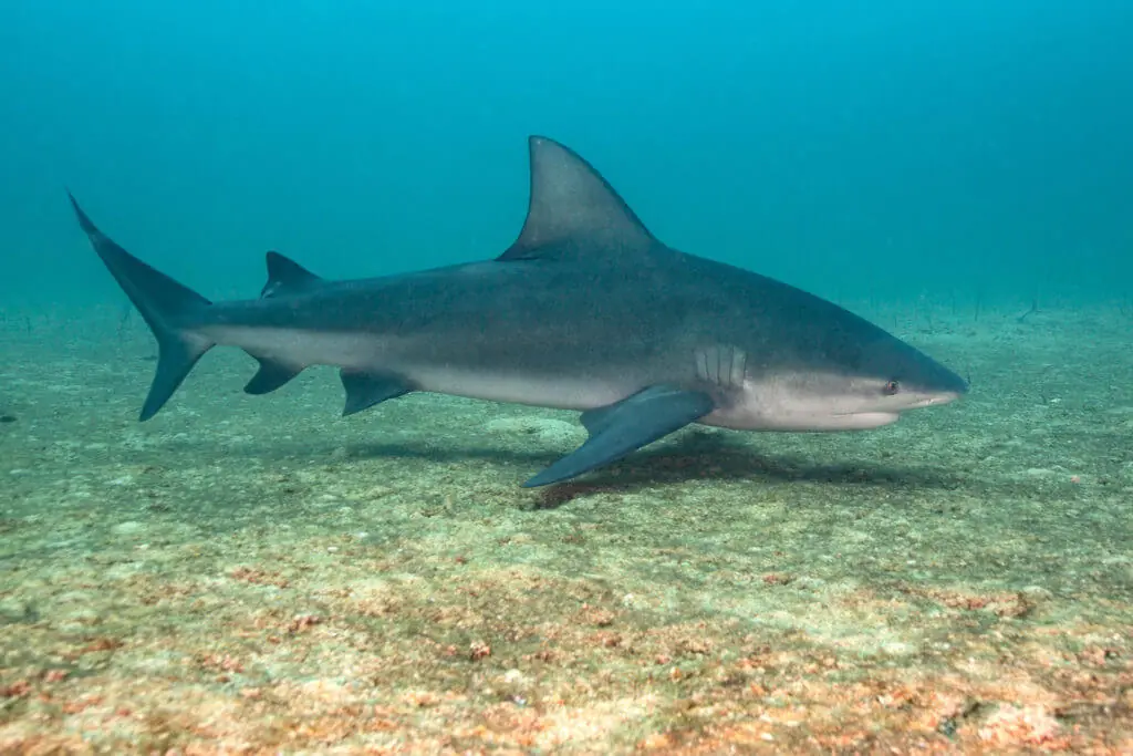 Bull shark cruising over the seabed at the Bat Islands off Guanacaste, Costa Rica