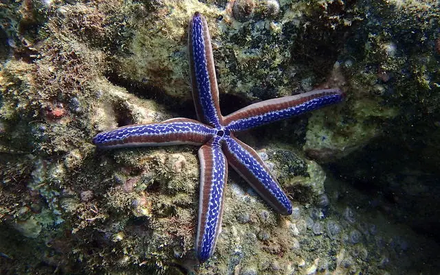 Blue sea star (Phataria unifascialis) on a rocky reef off Guanacaste, Costa Rica